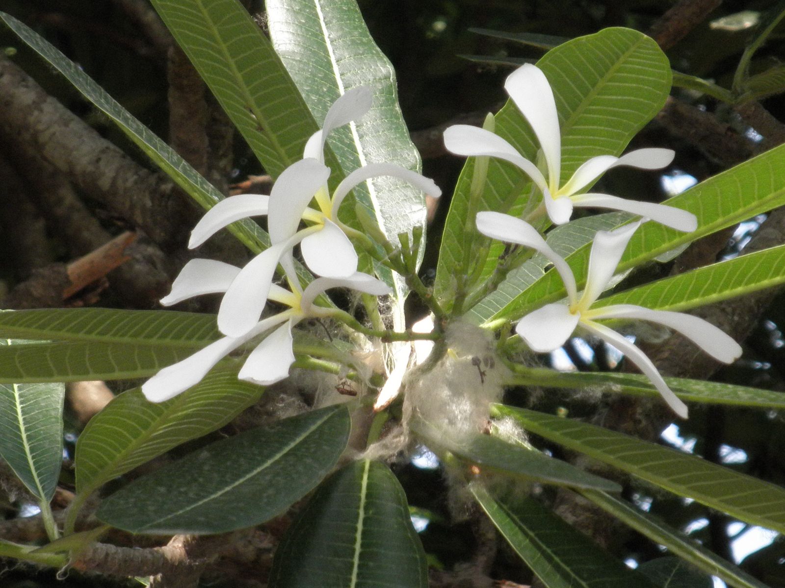 Trees, Plants & more Plumeria hybrida rinbow