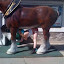 !cid_E455D6DC49264E8491E0715378E552B9@thiago.jpg
