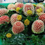 carvedfruits02.jpg