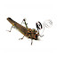 Grasshopper108.jpg