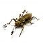 Cricket108.jpg