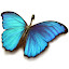 Morpho09.jpg