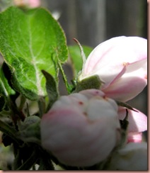 appleblossoms1