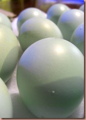 ameraucanaeggs1