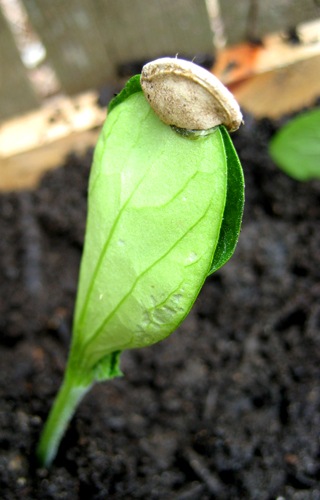 [zucchini seedling with seed[3].jpg]