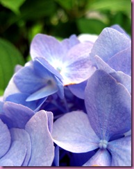 hydrangea up close