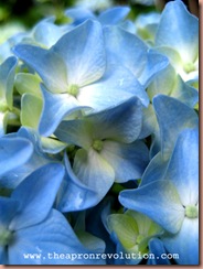 hydrangea2