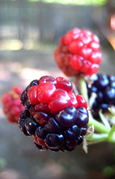 [blackberries23.jpg]