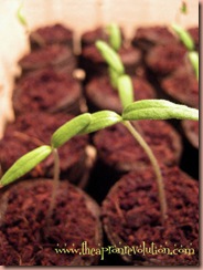 tomatoseedlings1