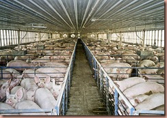 Pigs confined in metal and concrete pens
