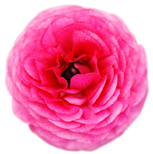 flower005 flower005