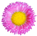 flower008 flower008
