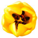 [flower009[4].png]