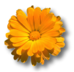flower09 flower09