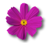 flower11