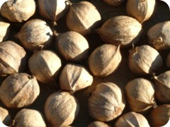 HickoryNuts HickoryNuts
