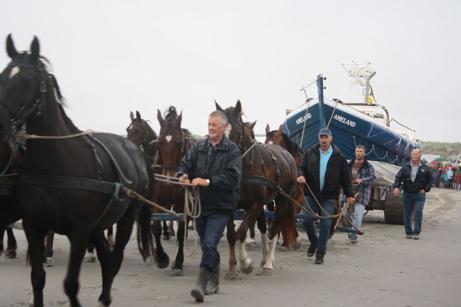 Paardenrescue