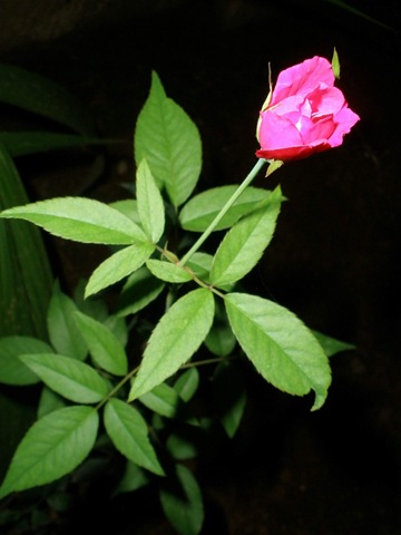 [P6010009[11].jpg]