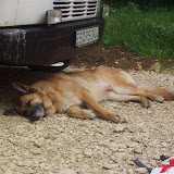 Rettungshunde Nürtingen - Ausbildungswoche Marbach 2003