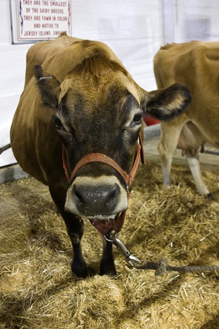 [cow2[6].jpg]