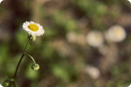 IMG_7828 copy