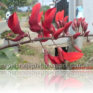 bunga dadap merah 13