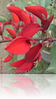 bunga dadap merah 05