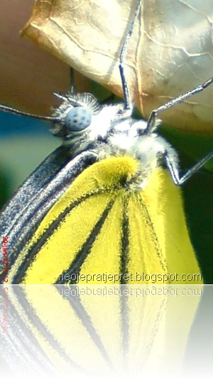 kupu-kupu bersayap kuning 03