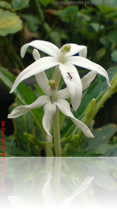 isotoma longiflora 27