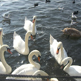 Cygnus olor