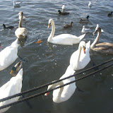 Cisnes