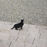Un gato