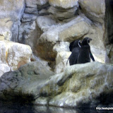 Pingüinos