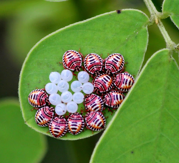 Stink Bug Nymphs Project Noah