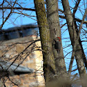 Red-Bellied Woodpecker