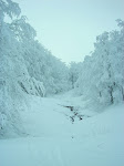 http://lh5.ggpht.com/_Q-b3D5rJSGo/S1Lvsx6X85I/AAAAAAAAB2c/xnY0dUgeaN0/Vosges2010%20%28112%29.jpg