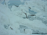 http://lh5.ggpht.com/_Q-b3D5rJSGo/S1LwPKV-AYI/AAAAAAAAB3g/Ck-GGETAiGU/Vosges2010%20%28138%29.jpg