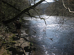 http://lh5.ggpht.com/_Q-b3D5rJSGo/S82dr1P4WJI/AAAAAAAAC9A/ezzxw70IJwE/WEChamplon%20087.jpg
