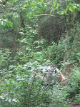 http://lh5.ggpht.com/_Q-b3D5rJSGo/TAOh9QVU2II/AAAAAAAADfg/dp4Tgq5sftg/Riviere%20105.jpg