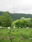 http://lh5.ggpht.com/_Q-b3D5rJSGo/TAOhgKDJW5I/AAAAAAAADe0/rJDSgAORlD0/Riviere%20079.jpg