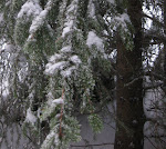 http://lh5.ggpht.com/_Q-b3D5rJSGo/TRhe9xGF4YI/AAAAAAAAFL4/4TQv3vCkNoc/LosheimergrabenSkideFond%20069z.jpg