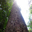 Tall tree