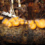 Fun fungus