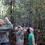 Orangutan viewing