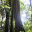 Big tree!