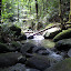 Pristine stream, good for drinking