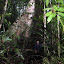 Andy in a big tree