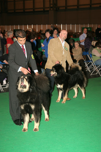 dwarf labridor retriever breeder