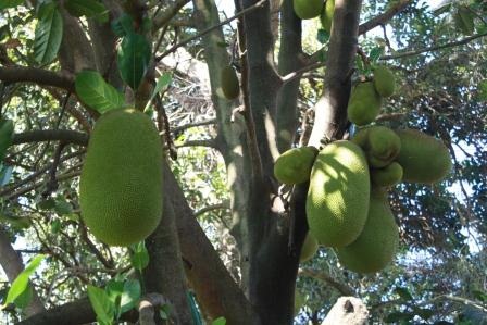 [Jack Fruit[17].jpg]