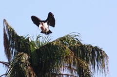 Beady-eyed stork getting ready to fly